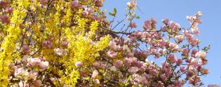 Okrasna forsitija in magnolija