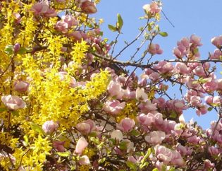 Okrasna forsitija in magnolija