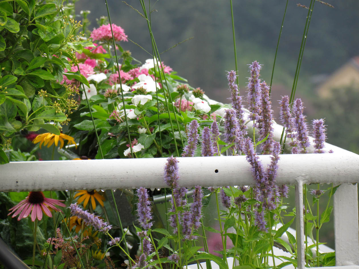 Primerne rastline za balkon