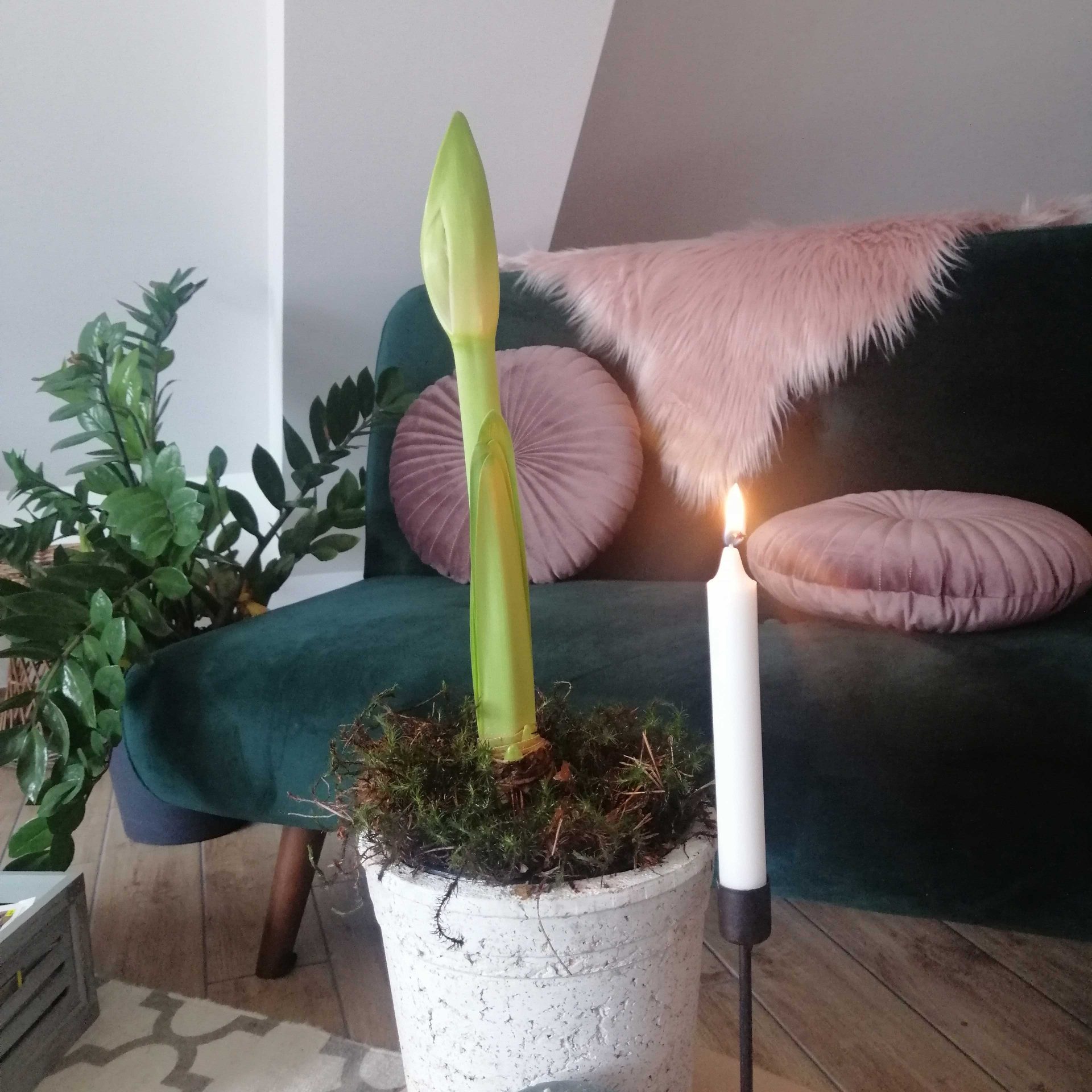 3-ko.zraste.poganjek.ga-odkrijemo_