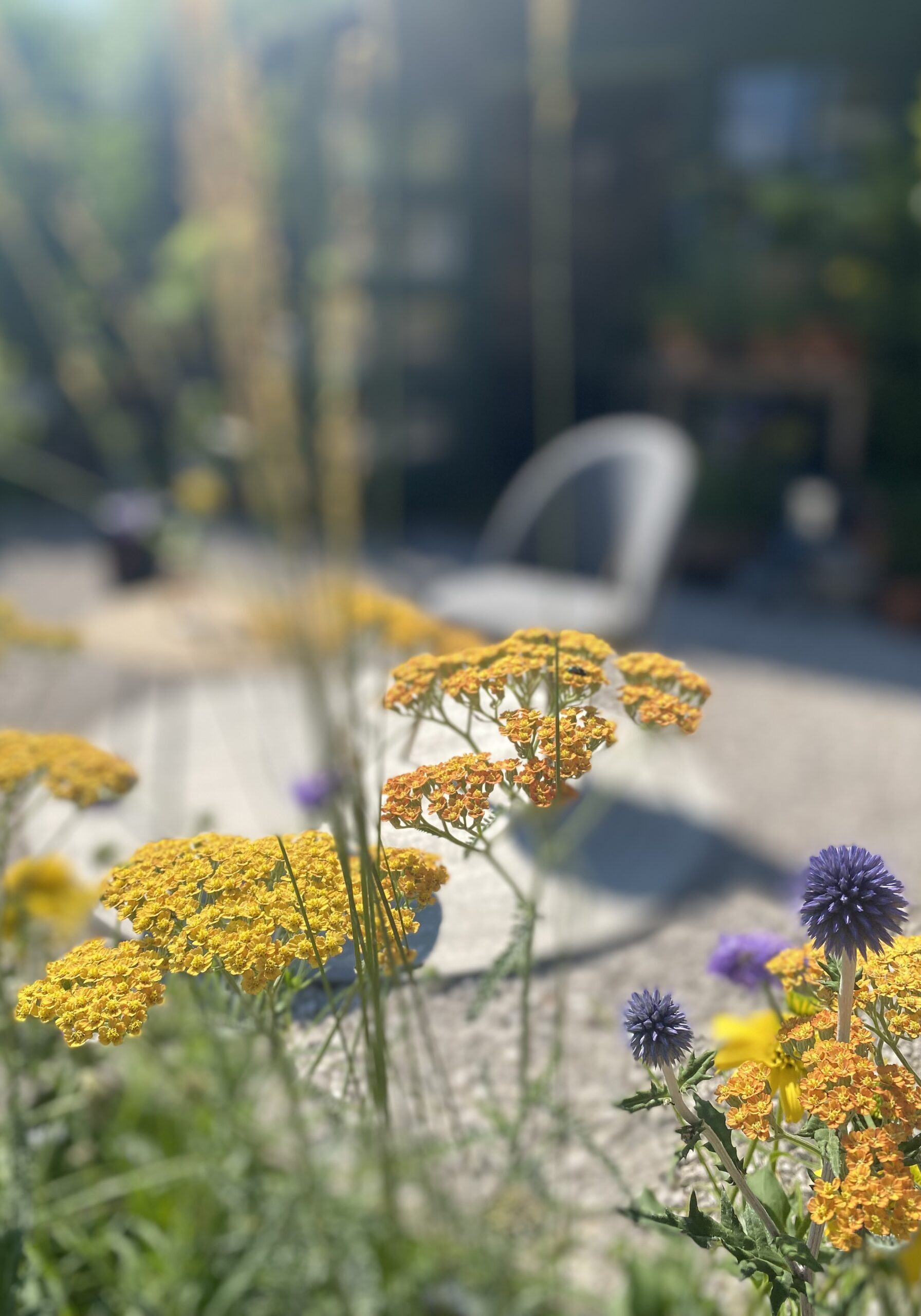 IMG_9873-1 IMG_9873-1